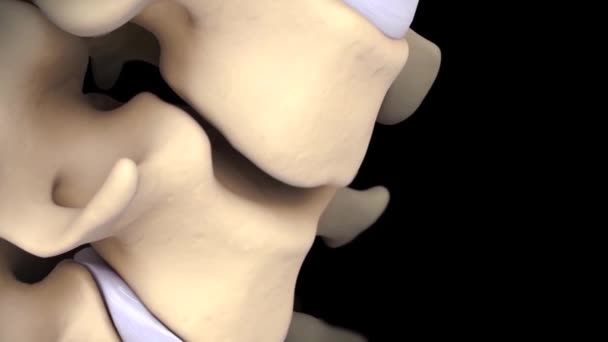 Columna Cervical Con Arterias — Vídeos de Stock