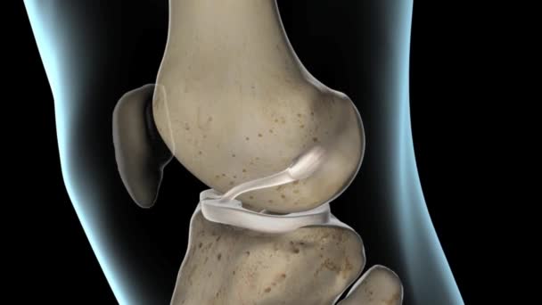 Anterior Cruciate Ligament Knee Joint — Vídeo de stock