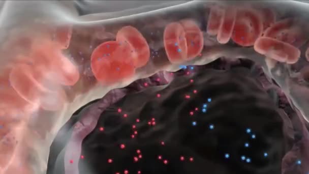 Uma Doença Caracterizada Por Alargamento Anormal Dos Alvéolos Pulmonares Curso — Vídeo de Stock