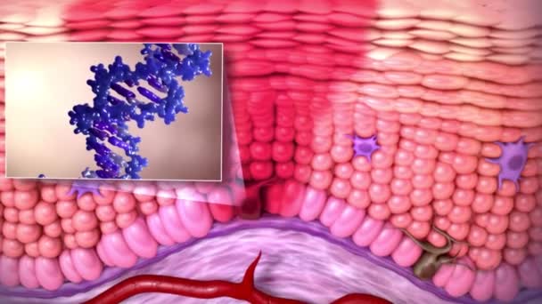 Den Naturlige Morderreseptorgruppen Velkarakterisert Naturlig Morder Celle Aktiverende Reseptor Som – stockvideo