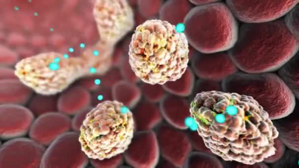 Human Immune System Medische Animatie — Stockvideo