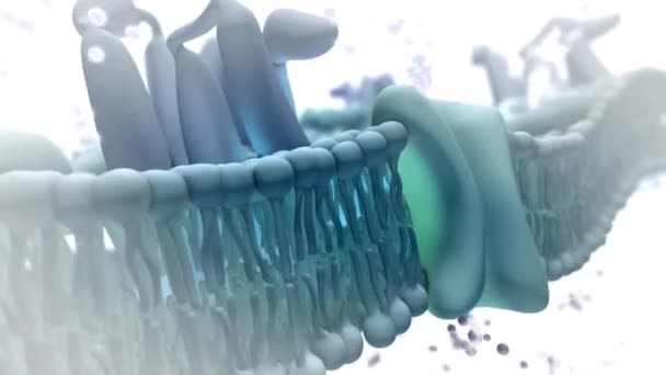 Lipid Medical Animation — ストック動画