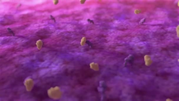 Bactéries Corynebacterium Diphtheriae Lutte Contre Les Bactéries Gram Positives Forme — Video