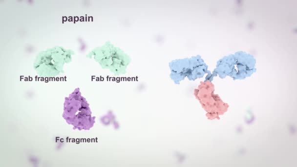 Medically Accurate Animation Antibody — Vídeo de stock