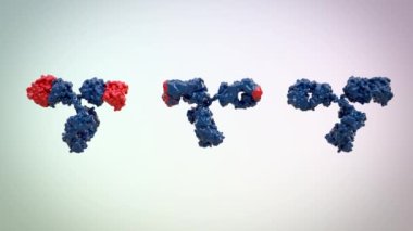 Bir antikorun tıbben doğru 3D animasyonu