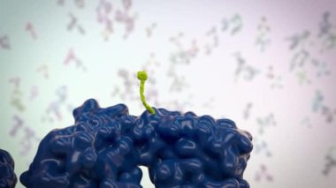 Alfa kanalı da dahil olmak üzere antikorların döngüsel dönüşü.