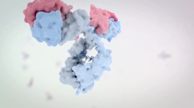 Bir antikorun tıbben doğru 3D animasyonu