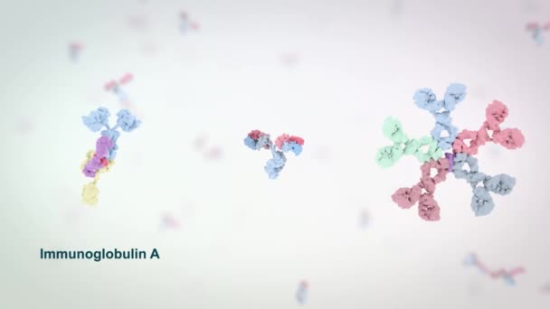 Medically Accurate Animation Antibody — ストック動画