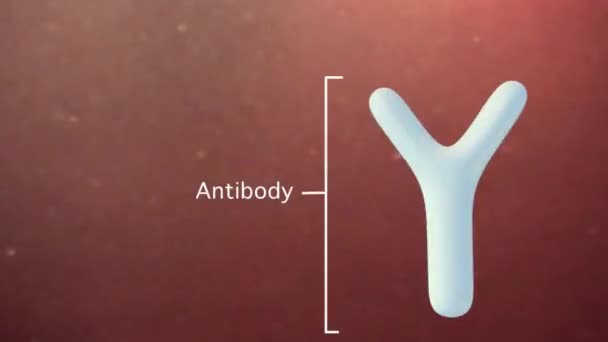Animation Médicalement Précise Anticorps — Video