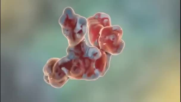 Medically Accurate Animation Antibody — Stok Video