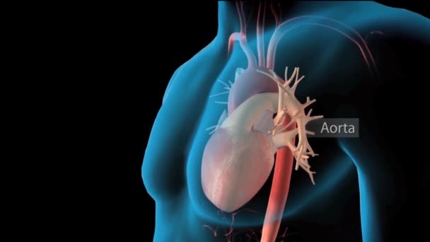 Sistema Circolatorio Umano Cuore Battito Anatomia Concetto Animazione — Video Stock