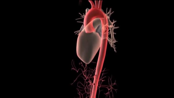 Människans Cirkulationssystem Hjärta Slå Anatomi Animation Koncept Tredimensionell — Stockvideo