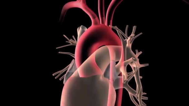 Cta Toda Imagen Renderizado Aorta Dar Vuelta Pantalla Para Detectar — Vídeos de Stock