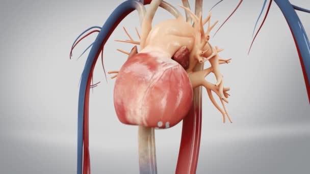 Sistema Cardiovascular Sua Estrutura Interna — Vídeo de Stock