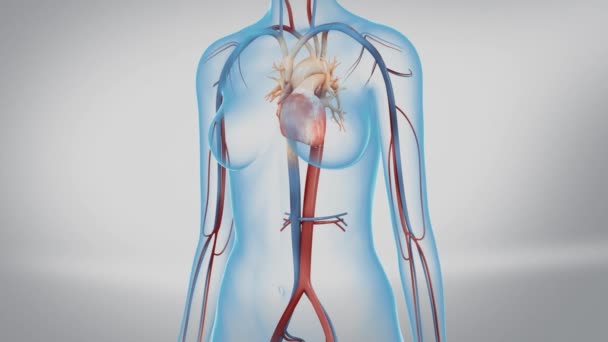 Ανθρώπινη Κυκλοφοριακό Σύστημα Καρδιά Χτυπάμε Ανατομία Έννοια Animation — Αρχείο Βίντεο
