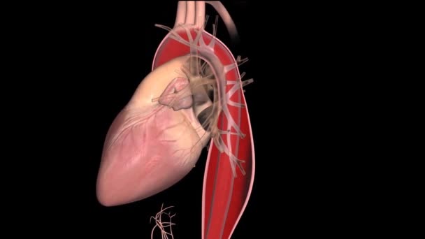 Sistema Circulatório Humano Coração Batimento Anatomia Animation Concept — Vídeo de Stock