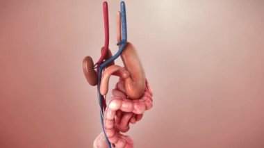 İnsan sindirim sistemi 3 boyutlu tıbbi animasyon