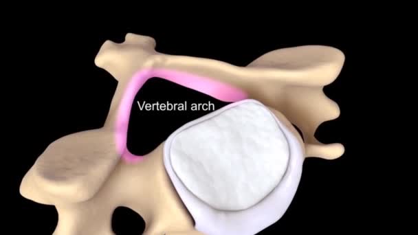 Anatomie Der Halswirbelsäule Menschliches Skelett Medizinisch Korrekte Animation — Stockvideo