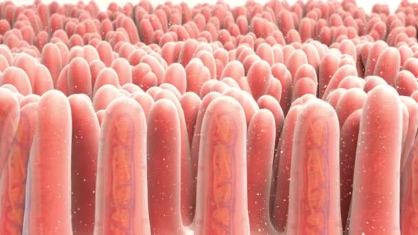 Mikrobiomok Milliárdjai Támadnak Pusztítják Vírust Belekben Emberi Testben Lévő Mikroorganizmusok — Stock videók