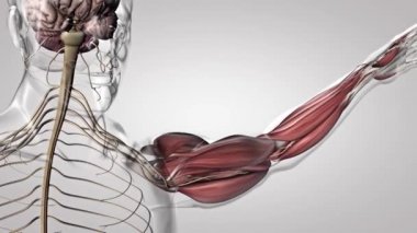 kol kasları ve tendon.