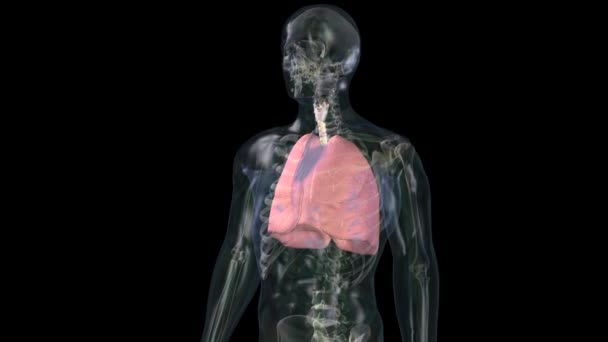 Sistema Respiratório Humano Anatomia Pulmonar Conceito Animação — Vídeo de Stock