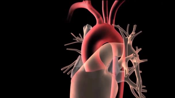 Sindrome Ipoplastica Del Cuore Sinistro Raro Difetto Cardiaco Congenito Cui — Video Stock