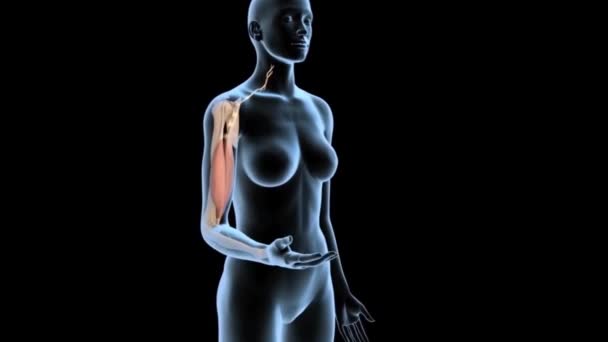 Vidarebefordra Mänsklig Arm Muskler Som Upplöses Avslöja Ben Belysa Senor — Stockvideo