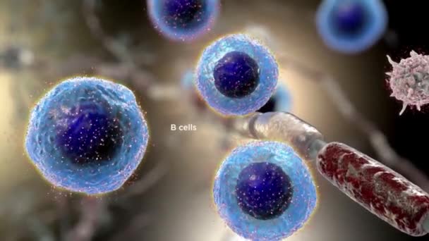 ヘルパーT細胞とB細胞は 青い背景にフォーカスヘルパーT細胞のうち 互いにウイルスを戦い 転送します — ストック動画