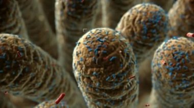 Mikroskop altındaki bakteriler. Büyük bir koloninin animasyon klibi.