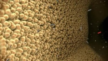 İnsan bağırsağında Lactobacillus bakterisi, 3 boyutlu animasyon. Normal ince bağırsak florası, laktik asit bakterisi. Probiyotik bakteri