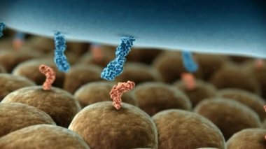 İnsan bağırsağında Lactobacillus bakterisi, 3 boyutlu animasyon. Normal ince bağırsak florası, laktik asit bakterisi. Probiyotik bakteri