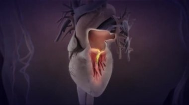 Kalp ve damar yollarındaki bakteriler. 3D Canlandırılmış Zoom Modeli