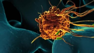 Patojenik Bakteri 3D Canlandırma