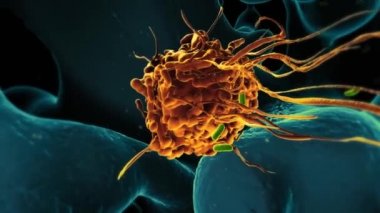 Patojenik Bakteri 3D Canlandırma