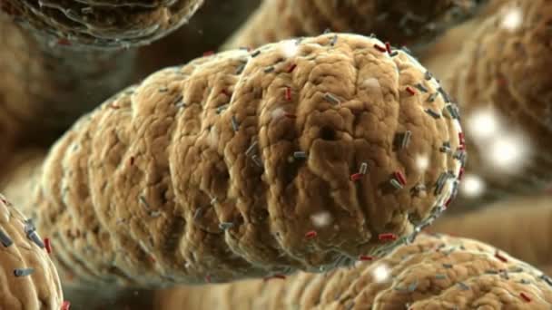 Bacteriën Onder Microscoop Een Geanimeerde Clip Van Een Grote Kolonie — Stockvideo