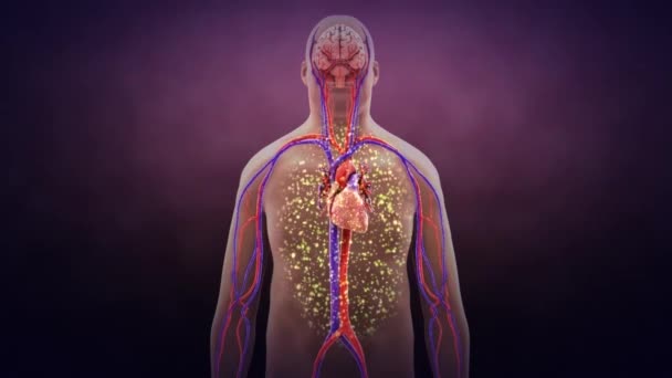 Bacteria Heart Vascular Pathways Animated Zoom Model — Stock Video