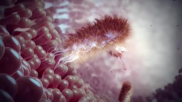 Bactéries Dans Système Digestif — Video