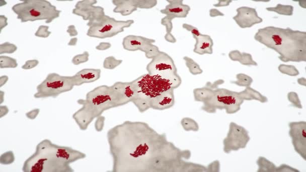 Бактерии Lactobacillus Кишечнике Человека Анимация Нормальная Флора Тонкого Кишечника Молочнокислых — стоковое видео