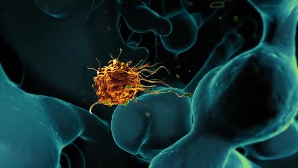 Bactéries Pathogènes Animation — Video