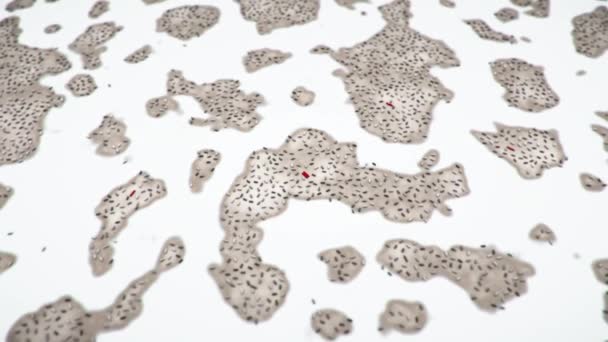 ヒト腸内細菌ラクトバチルス 3Dアニメーション 小腸の通常の植物相 乳酸細菌 プロバイオティクス菌 — ストック動画