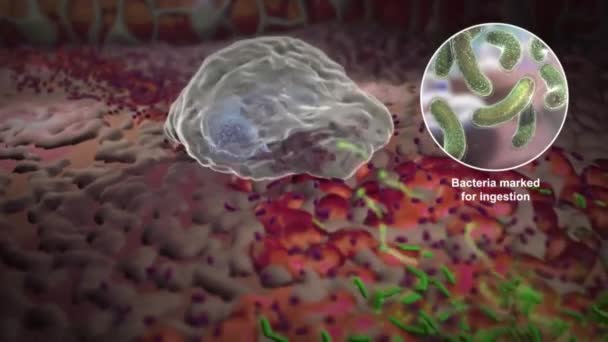 Bacterias Diferentes Formas Bacterias Cocos Forma Barra Microbioma Humano Bacterias — Vídeo de stock