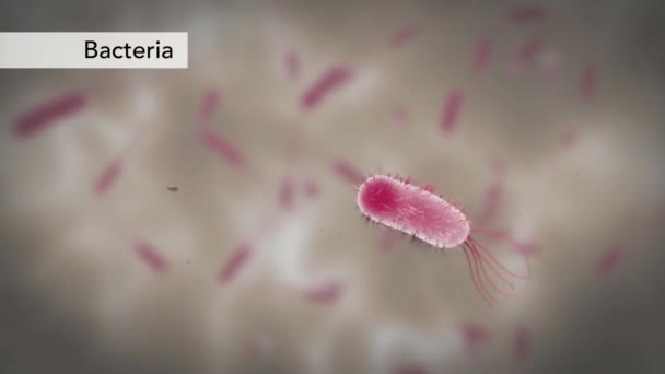 Bacterii Diferite Forme Bacterii Formă Tijă Coci Microbiom Uman Bacterii — Videoclip de stoc