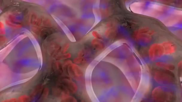Анатомия Альвеол Крупным Планом Обмен Кислородом Углекислым Газом Между Альвеолами — стоковое видео