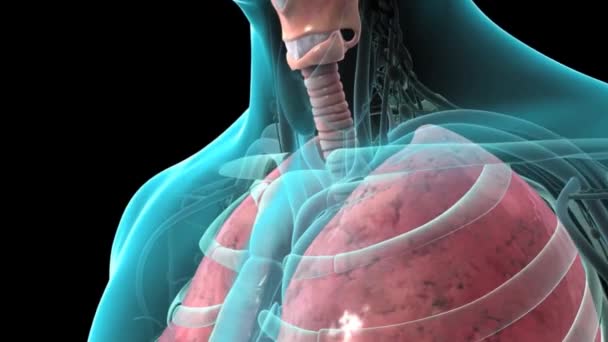 肺泡的近距离解剖 肺泡和毛细血管之间的氧气和二氧化碳交换 外部呼吸机制 — 图库视频影像