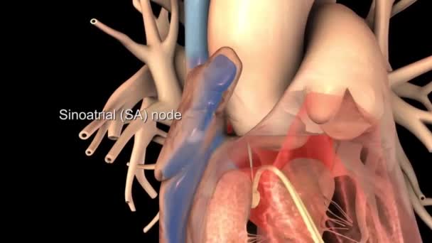 Sinoatrial Anatomia Coração Para Ilustração Médica Conceito — Vídeo de Stock