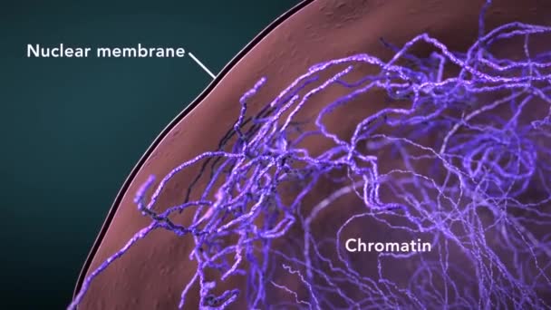 Res Cellen Grov Endoplasmisk Retikulum Smooth Endoplasmic Reticulum — Stockvideo