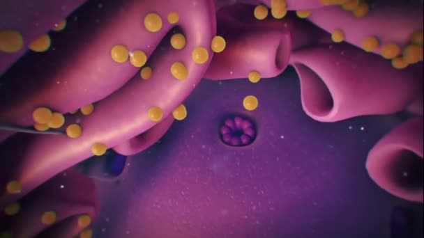 Βιολογική Δομή Κυττάρων Animation — Αρχείο Βίντεο