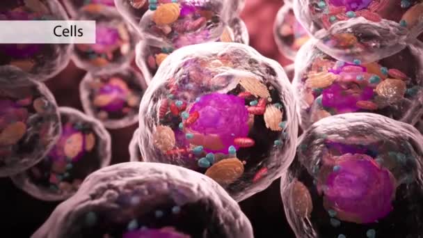 Cellule Transparente Brillante Bactéries Intérieur Corps Animation — Video