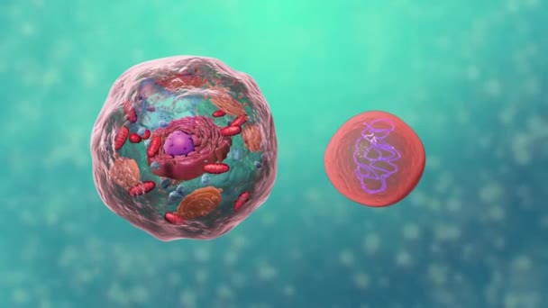 Biology Cell Structure Animation — Stock Video