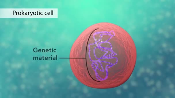 Biologie Cel Structuur Animatie — Stockvideo